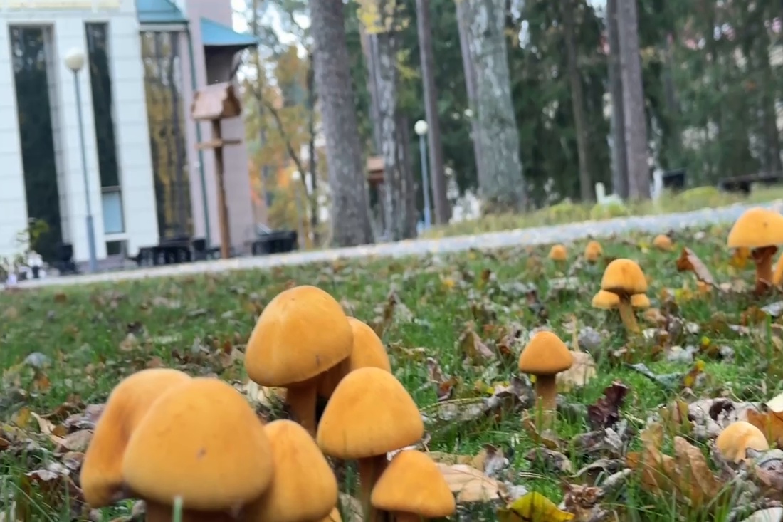 Не трогай его руками: в Беловежской пуще нашли светящийся токсичный гриб