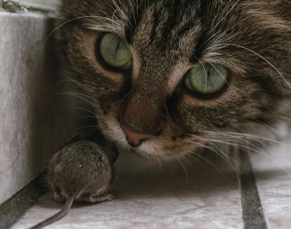 Нежеланные подарки. Почему ваша кошка приносит домой мертвых животных?