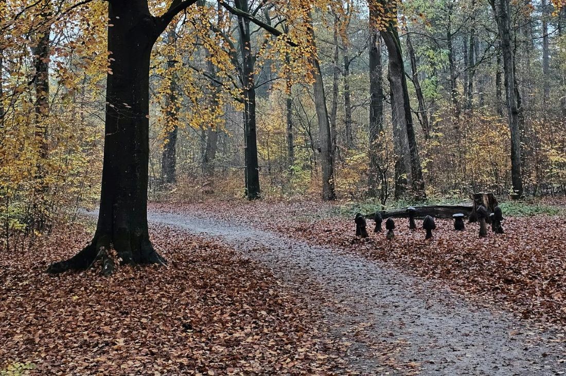 О погоде в Гродненской области 20-22 ноября