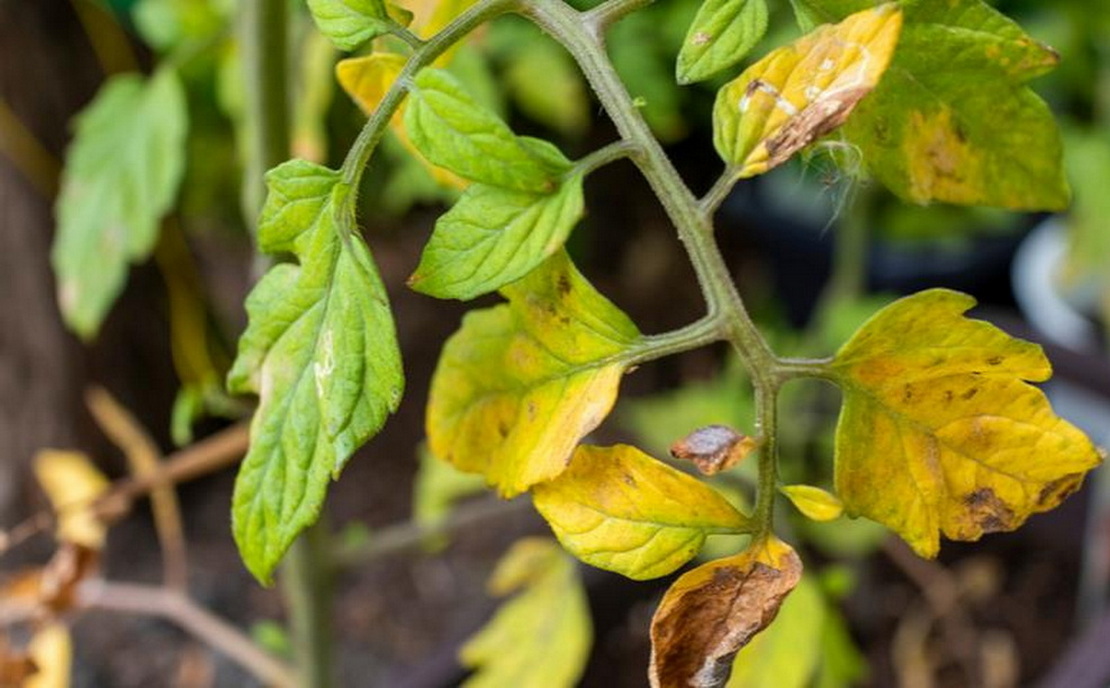 Обычные таблетки из аптеки — и никаких проблем с огурцами и помидорами