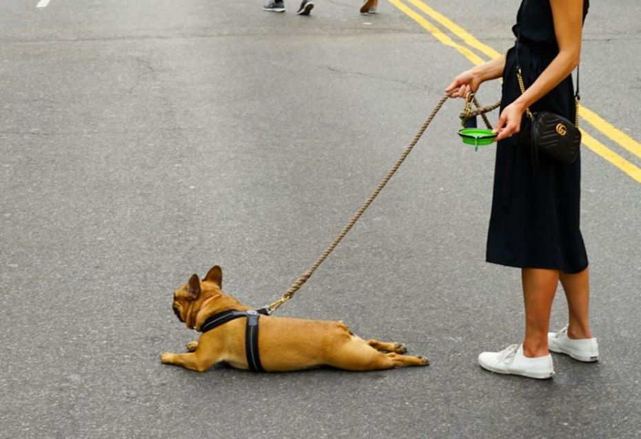 Очень просто: за 5 секунд определяем, не слишком ли жарко вашей собаке для прогулки