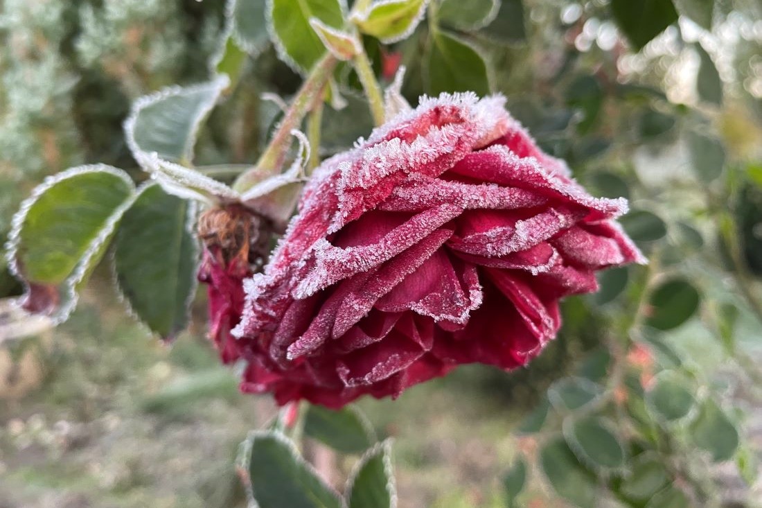 Одна морозная ночь за другой: погода готовит сюрпризы жителям Гродненщины