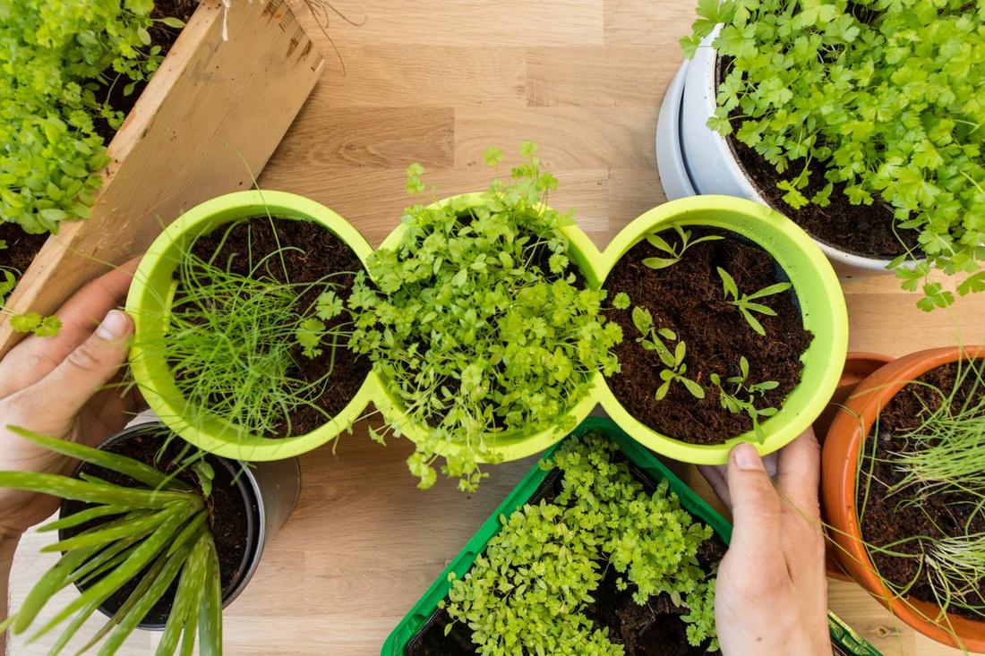 Огород на подоконнике: что посадить в октябре, чтобы к Новому году собрать урожай