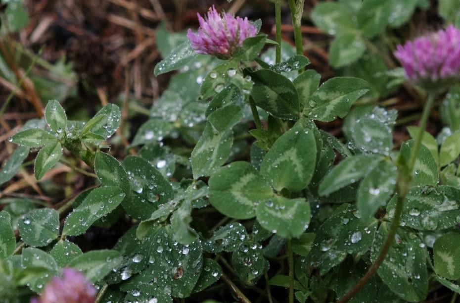 Опять дожди и ветер. О погоде на Гродненщине 22-24 июня