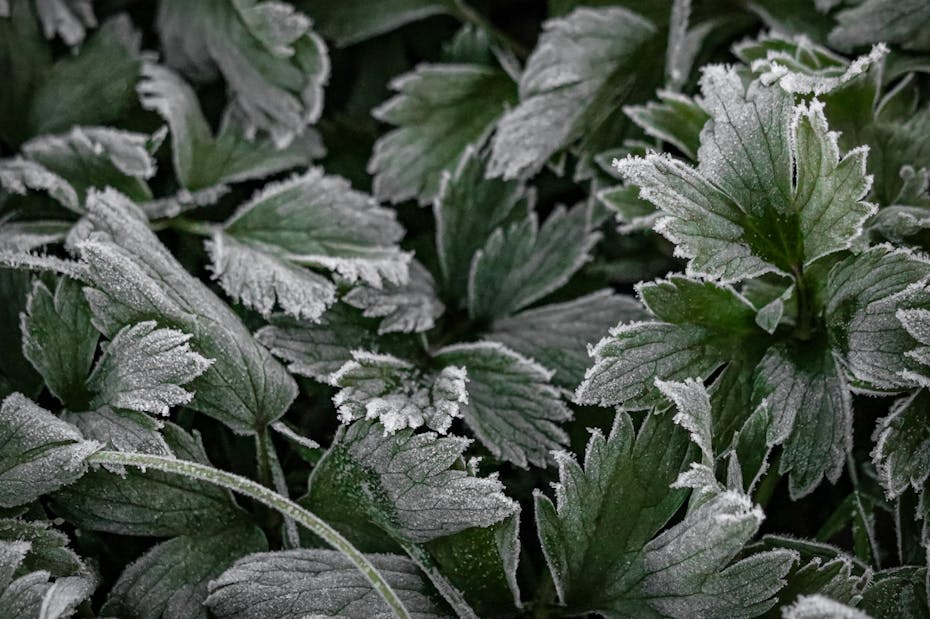 Опять заморозки. О погоде на Гродненщине 18-20 мая