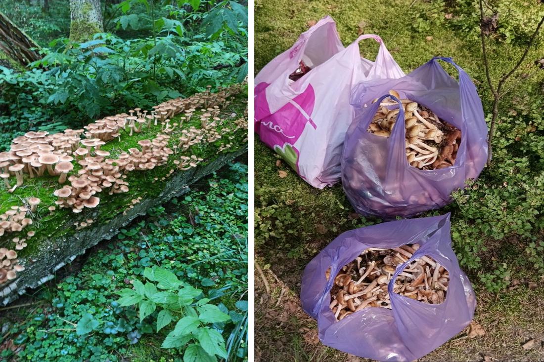 Опята пошли массово: грибники возвращаются из леса с полными корзинами и пакетами