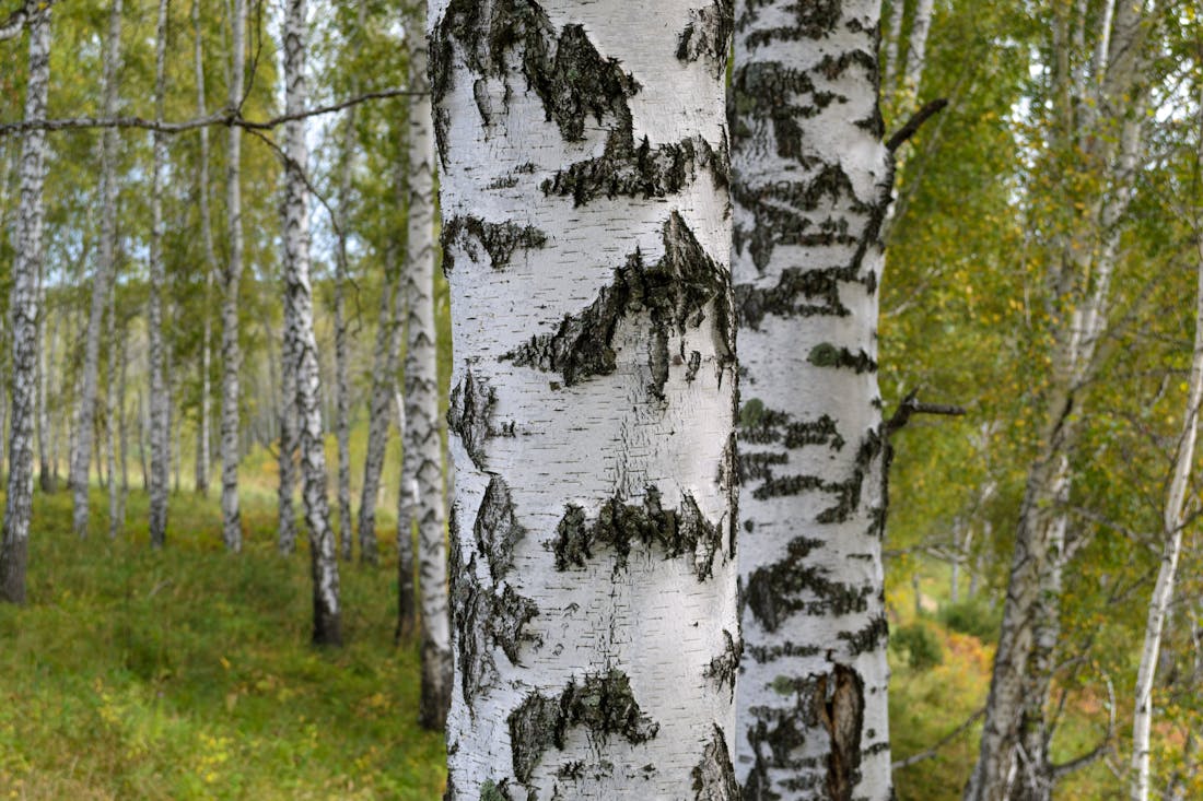 Осень подарит жителям Гродненщины тепло: о погоде на 8-10 сентября
