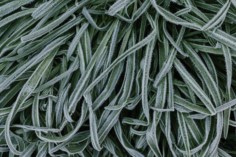 Осталась одна морозная ночь? О погоде на Гродненщине 19-21 мая