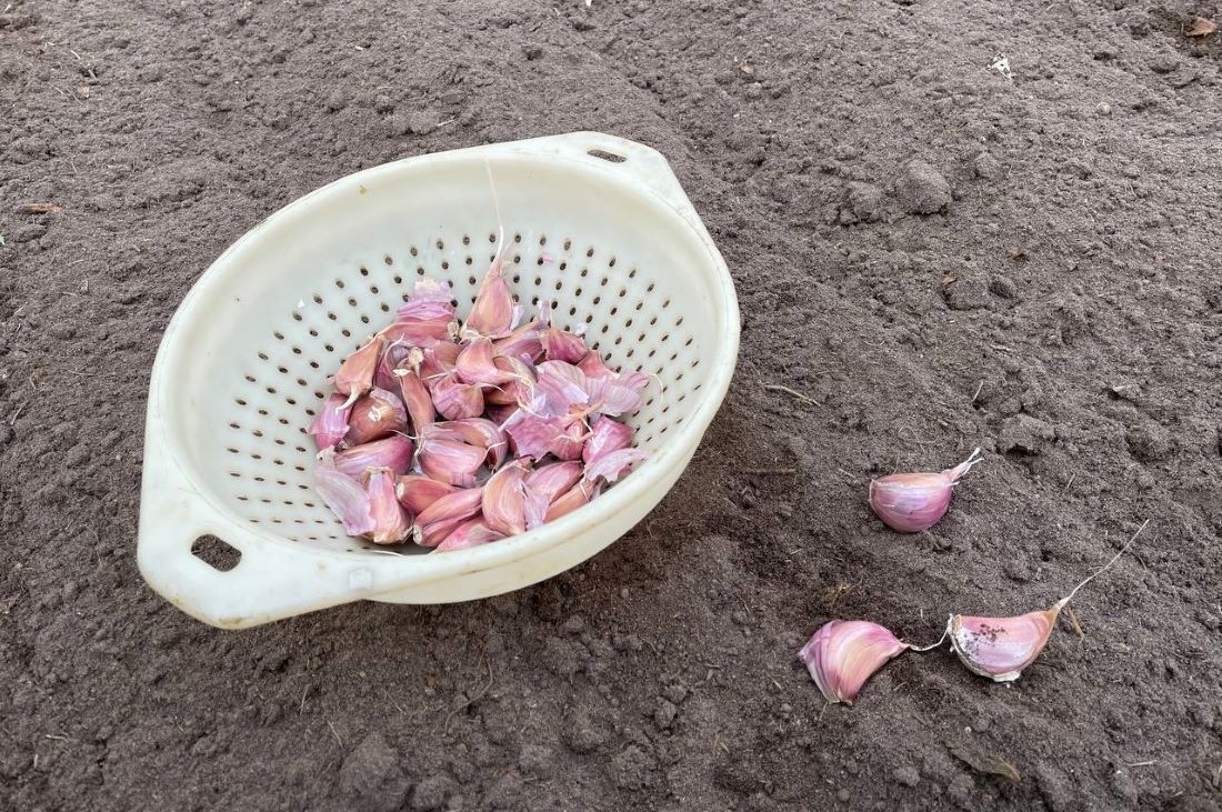 Остался всего 1 хороший день для посадки чеснока по лунному календарю: не пропустите!