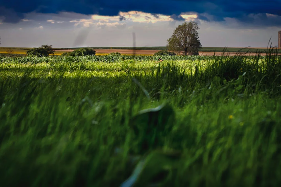 Осторожно, непогода: сильнейшие порывистые ветра и грозы опять идут на Гродненщину