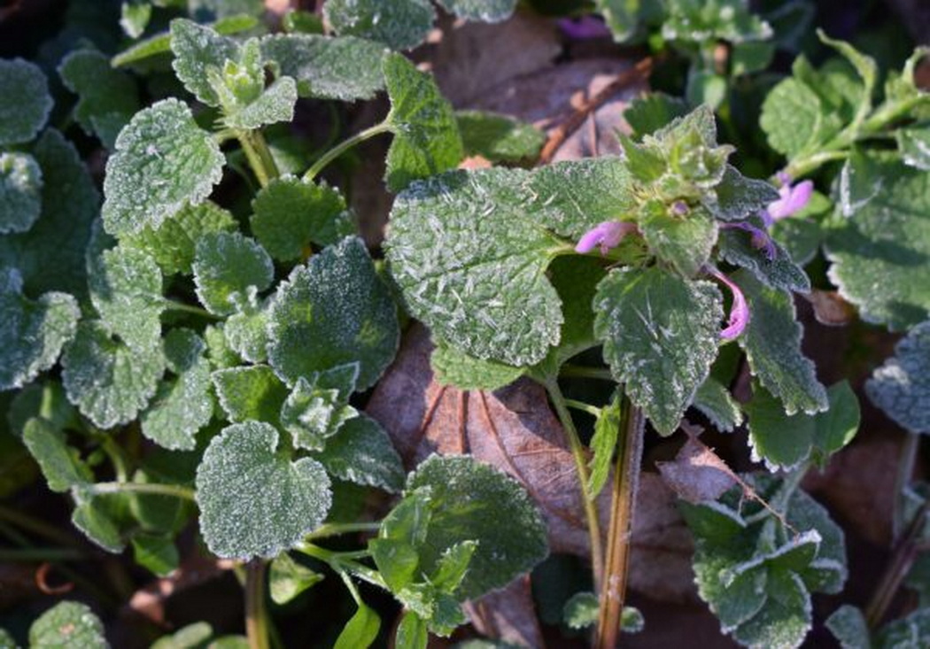 Осторожно, заморозки! Ночью температура опустится ниже нуля