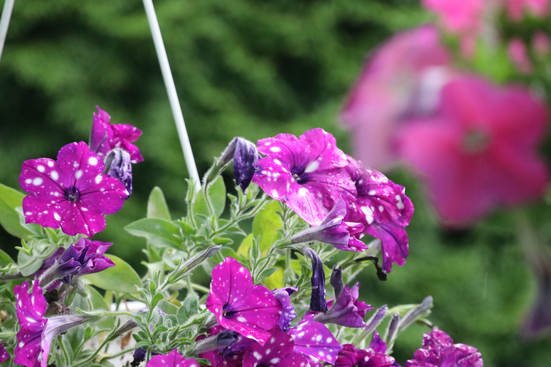 Переменчивая погода: что ожидает Гродненщину 17-19 сентября