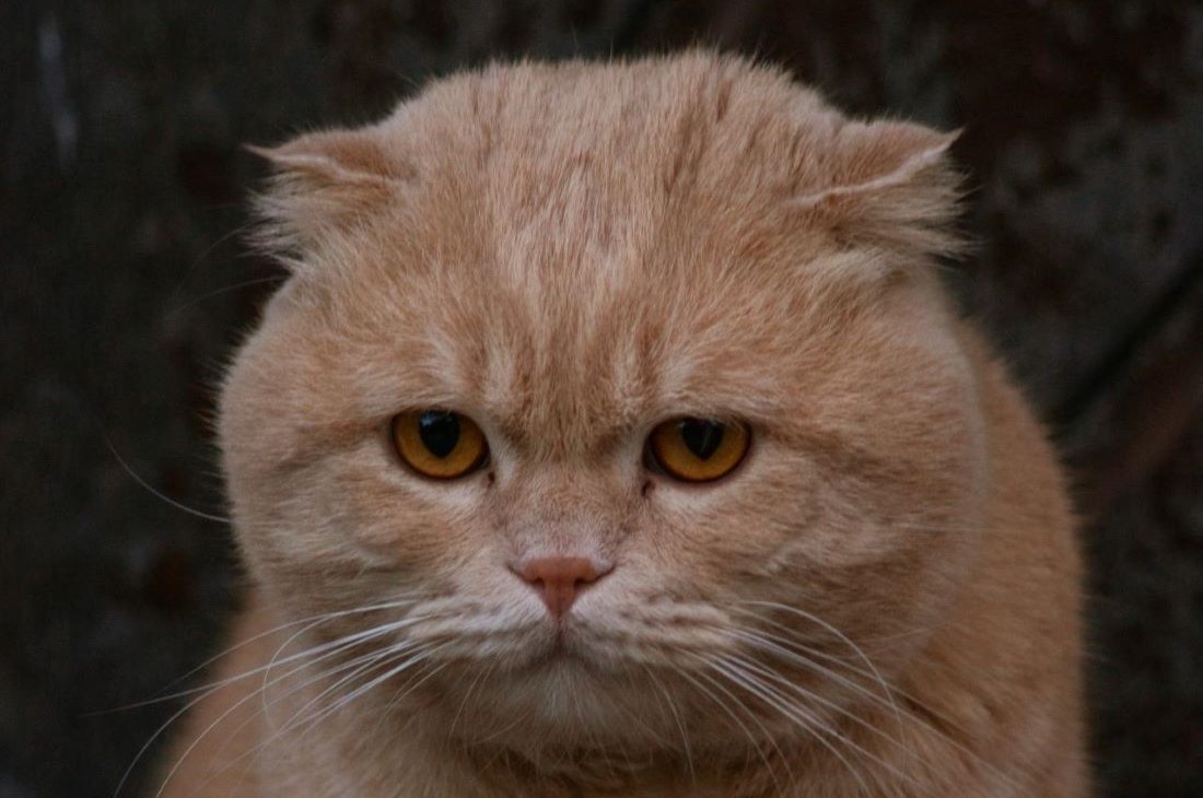 Первый в истории кот-преступник: его оштрафовали на 1250 евро за визит к соседям