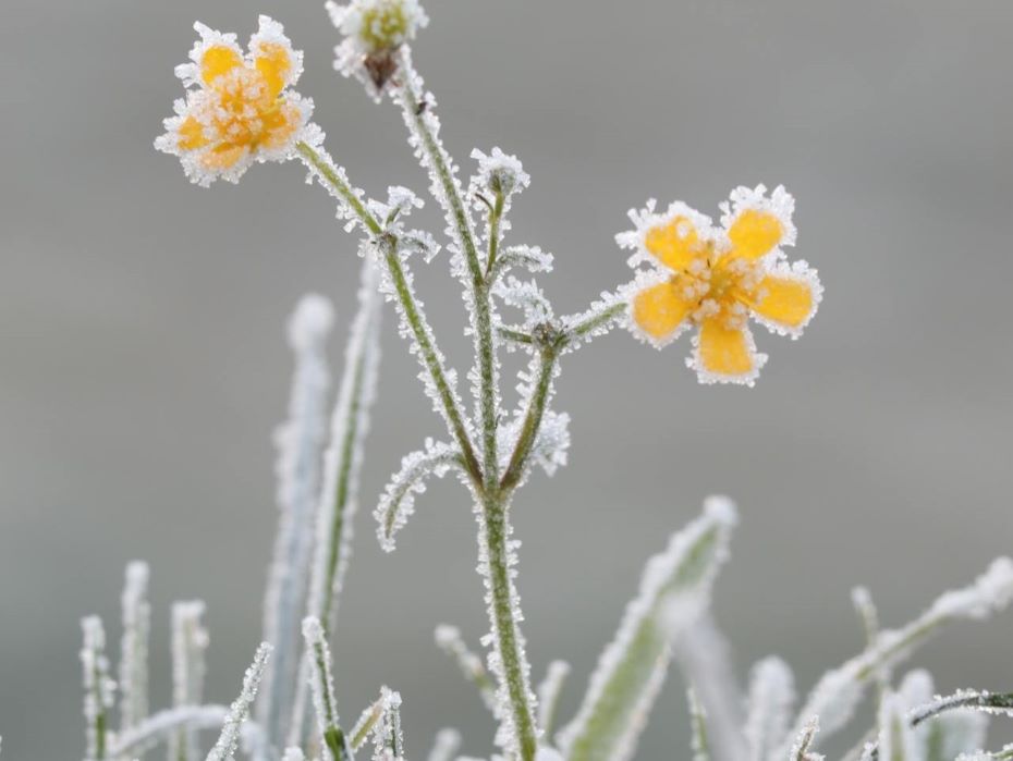 Пик холода близок: на Гродненщину ворвутся серьезные заморозки