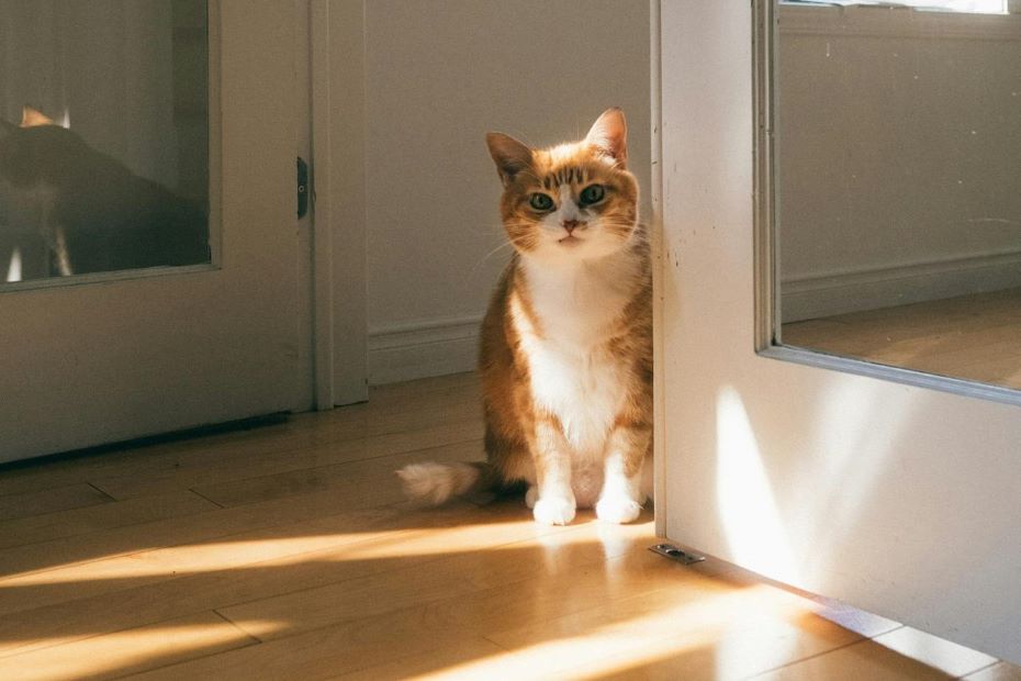 Почему кошки следуют за своими хозяевами по всему дому? Это поведение имеет особое значение