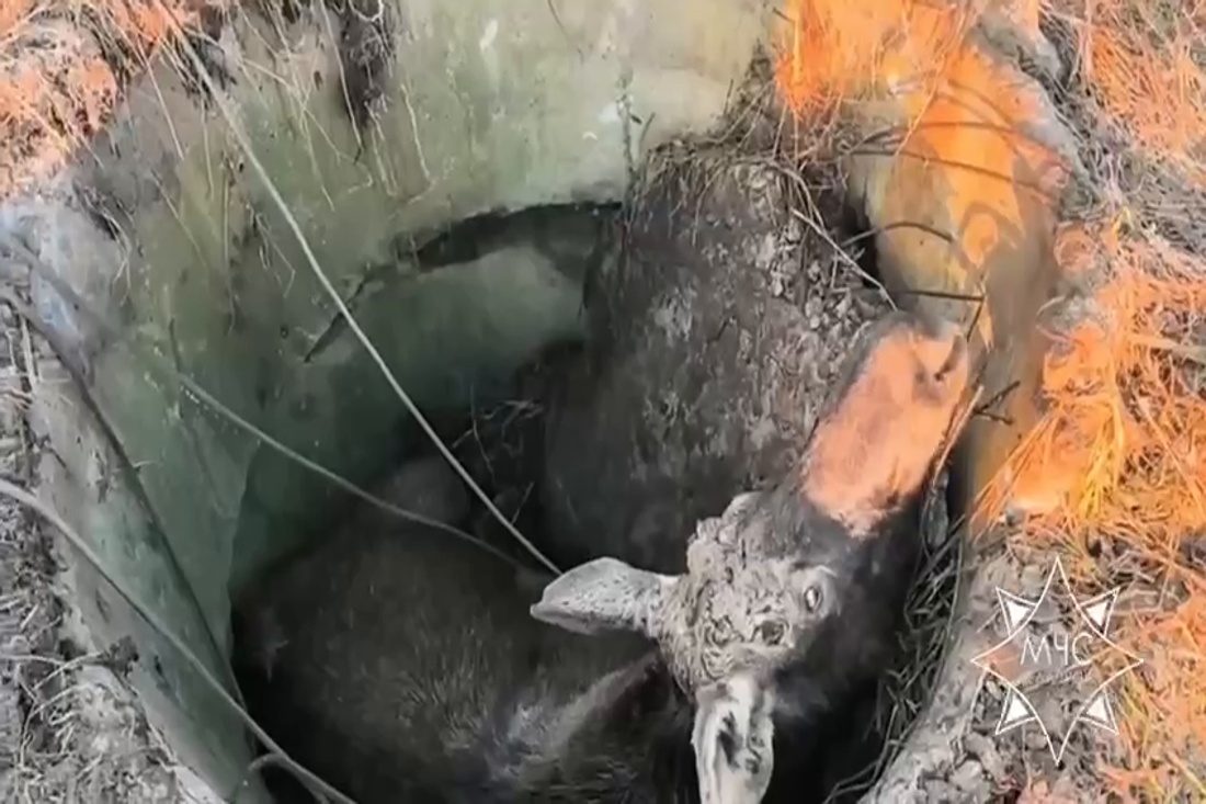 Под Могилевом спасли лося, который провалился в колодец