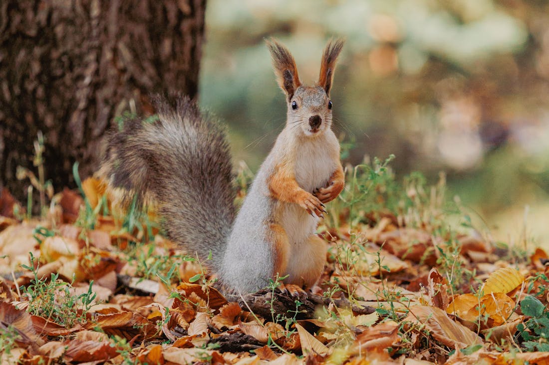 Поднимется сильный ветер: о погоде в Гродненской области 8-10 октября