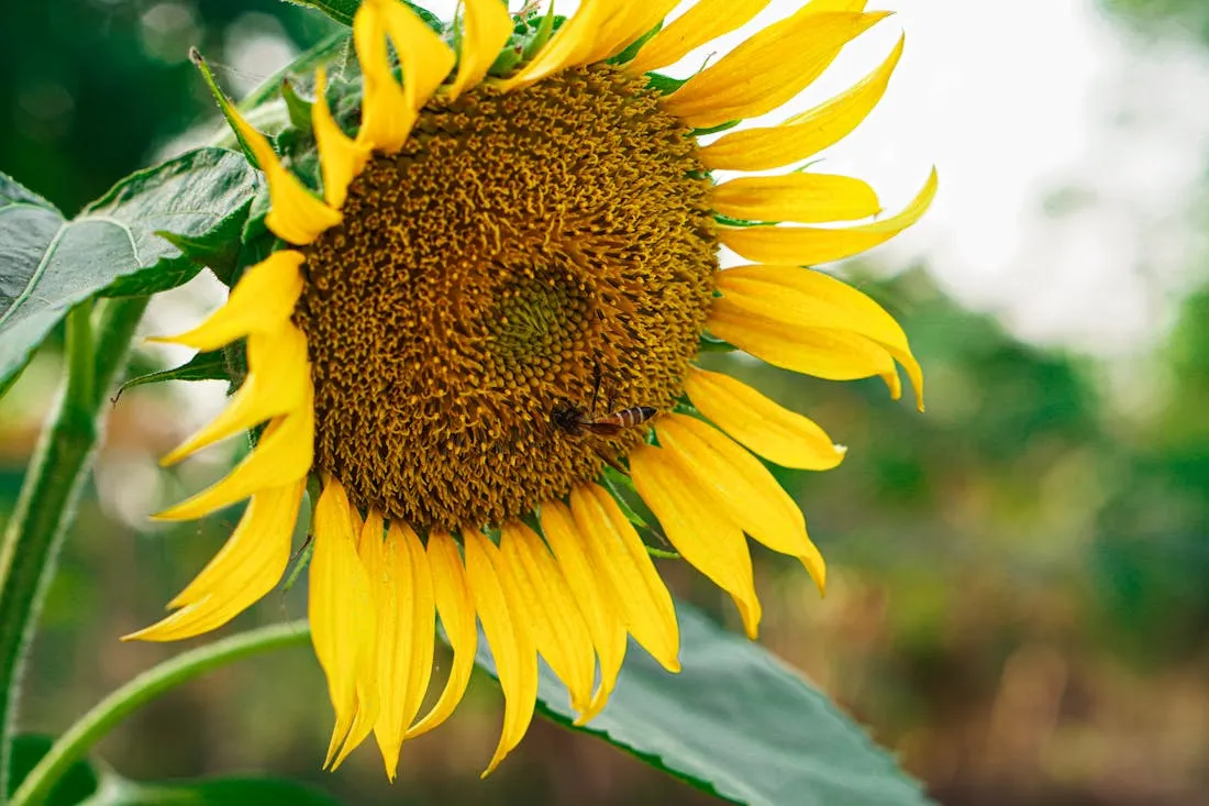 Погода порадует теплом. Прогноз по Гродненщине на 2-4 августа