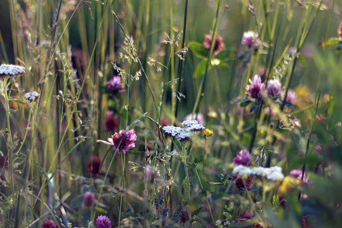 Погодная мозаика: прогноз на 25-27 июля по Гродненской области