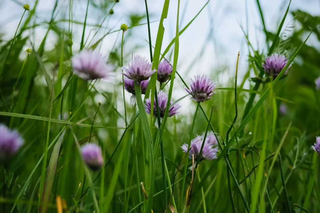 Погоду на Гродненщине сформирует циклон с центром над юго-восточными районами Беларуси