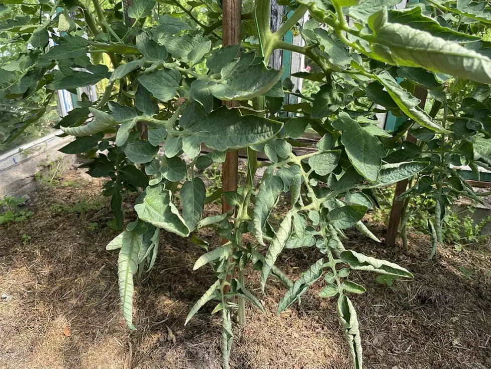 Помидоры начали вянуть? Соседка шепнула рецепт, который реально работает