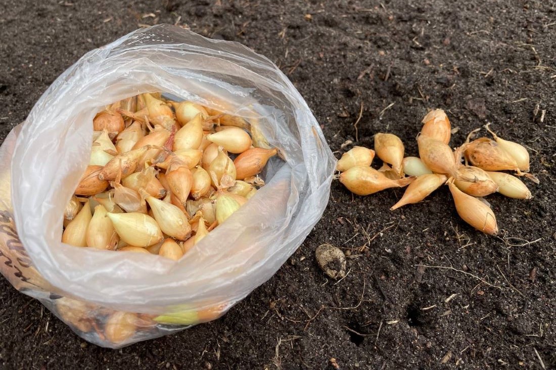 Посмотрите на березу: эта верная примета подскажет, когда сажать лук под зиму