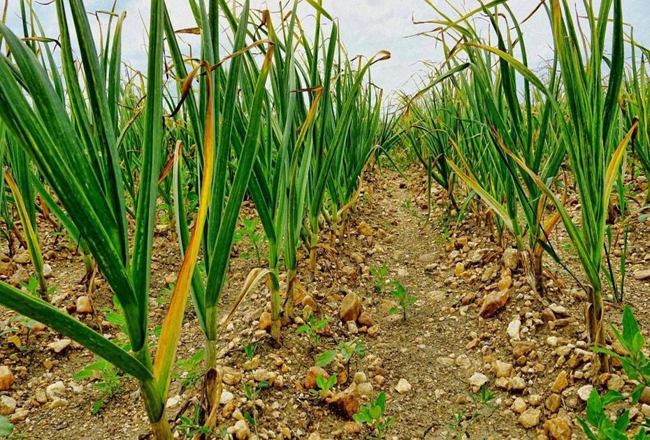 Пожелтели перья лука и чеснока? Срочно «заряжаем» лейку — и спасаем растения