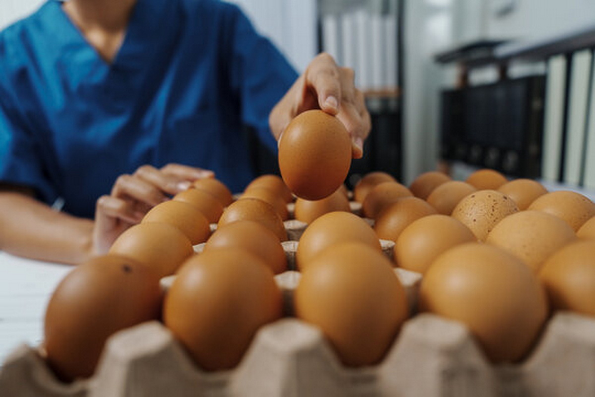 Правда о крупных яйцах, которую скрывают производители