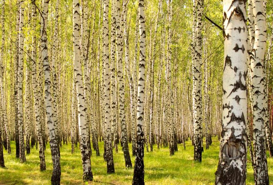 Народные приметы на 9 мая: одна ошибка — и удача обойдет стороной весь год