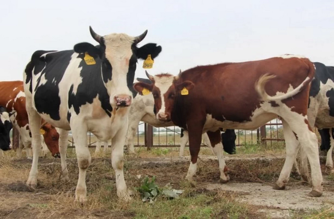 Работников АПК привлекают к ответственности за гибель животных