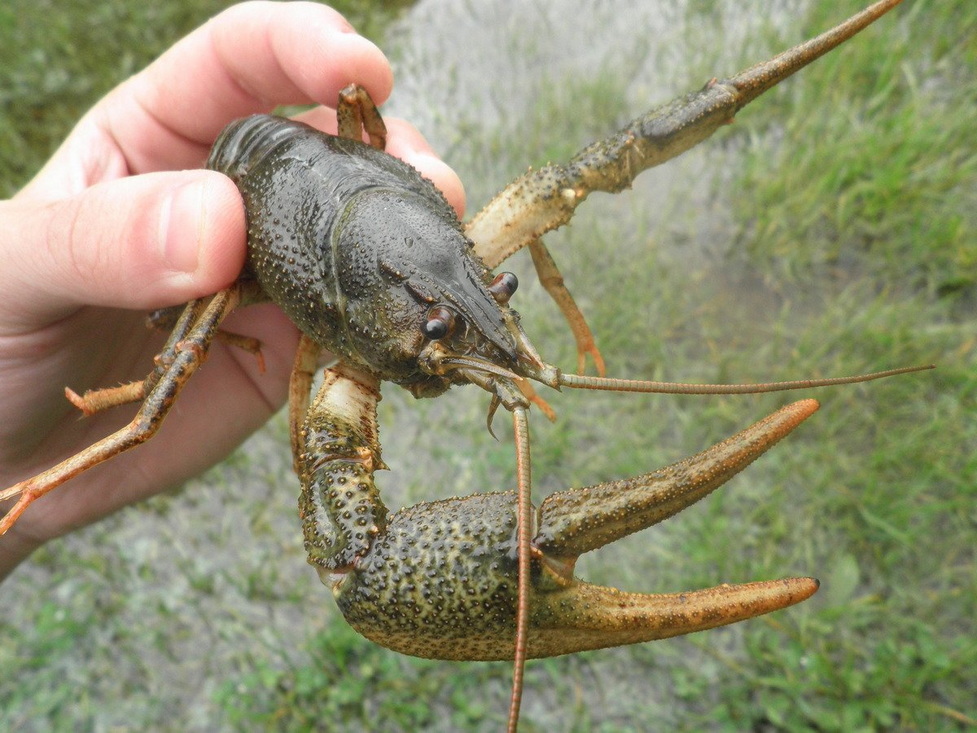 Раки на ужин обошлись жителям Лунинецкого района более чем в 6 тысяч рублей