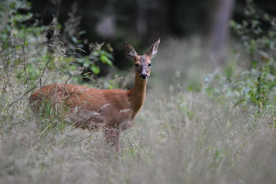 Сбили дикое животное? Что должен делать водитель и чего категорически нельзя