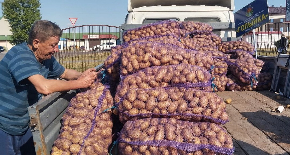 Сельхозпредприятие в Слониме продаёт картофель нового урожая: сравниваем цены с рынком и «Еврооптом»