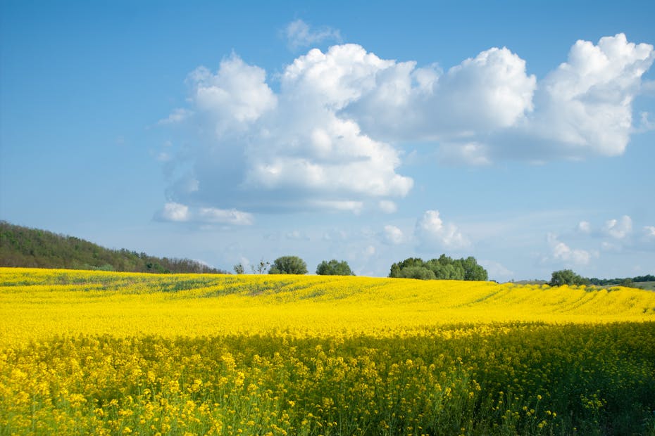 Скоро снимем куртки: столбики термометров на Гродненщине уверенно перешагнут отметку в +20