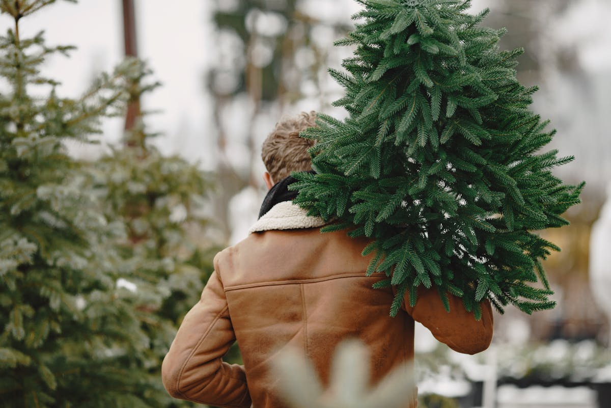 Слонимчанам напомнили о штрафах за незаконно срубленное новогоднее дерево