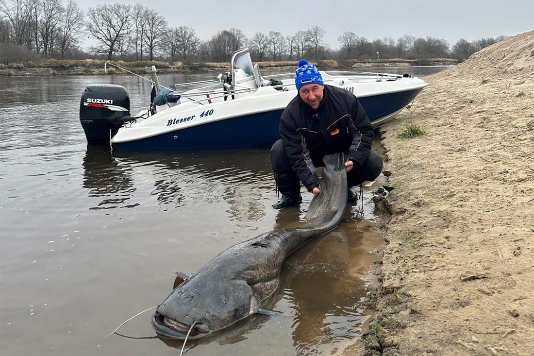 Смотрите, какая рыба обитает на Припяти! Минчанин поймал там сома длиной 2 метра 15 сантиметров