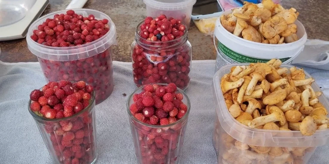 Собираете грибы и ягоды на продажу? Нужно ли платить налог, рассказали в МНС