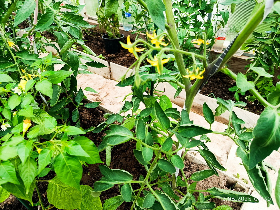 Соседка по даче поделилась рецептом, после которого томаты усыпаны плодами