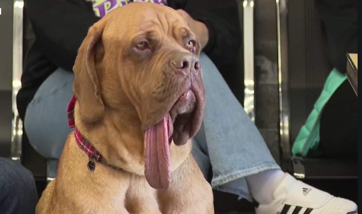 У этой собаки самый длинный язык в мире