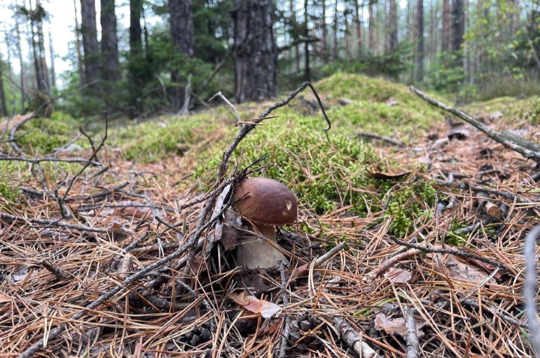 Ура! Массово пошли осенние грибы: в каких лесах их лучше искать
