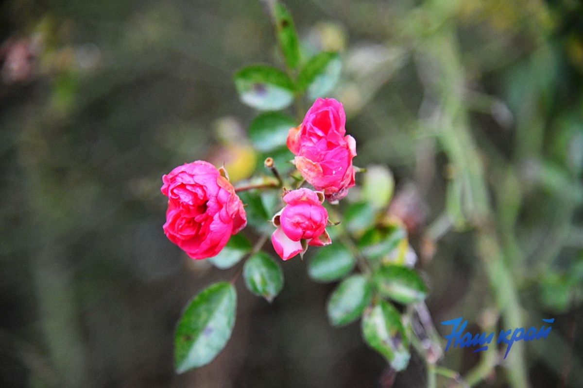 В Барановичах в декабре зацвел шиповник: народные приметы объясняют, к чему это