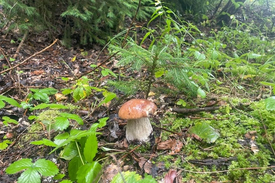 В Беларуси названы районы, где грибы оказались с радиацией