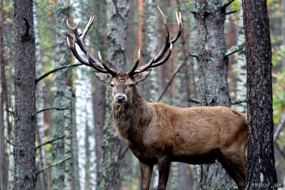 В Беларуси разрешили охоту на копытных — что нужно знать охотникам