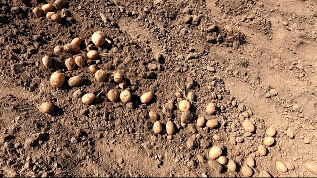 В Берестовицком районе у мужчины пропала почти тонна картофеля. Кто похитил урожай?