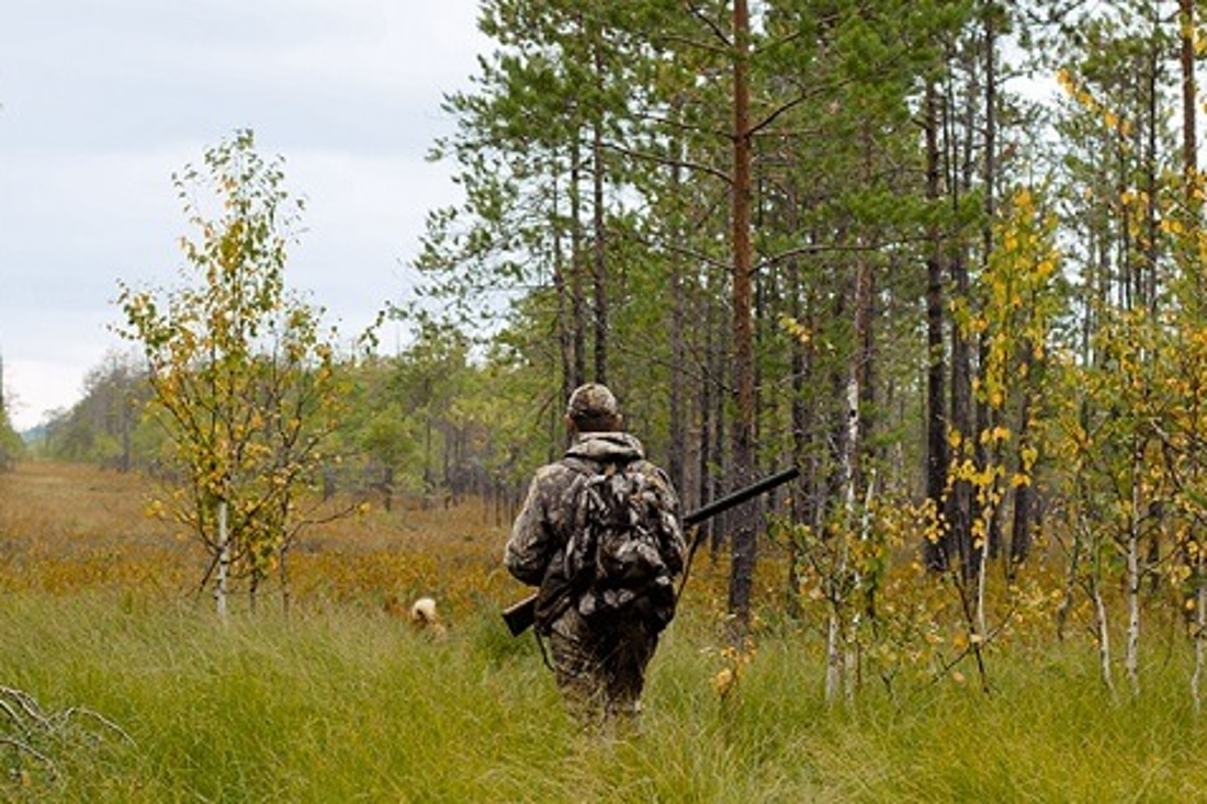 В двух регионах Беларуси поймали браконьеров с трофейным оленем и лосихой с эмбрионами