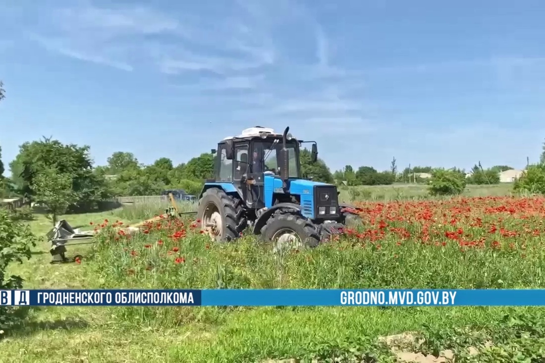В Гродненской области уничтожили свыше 99 тонн наркосодержащих растений