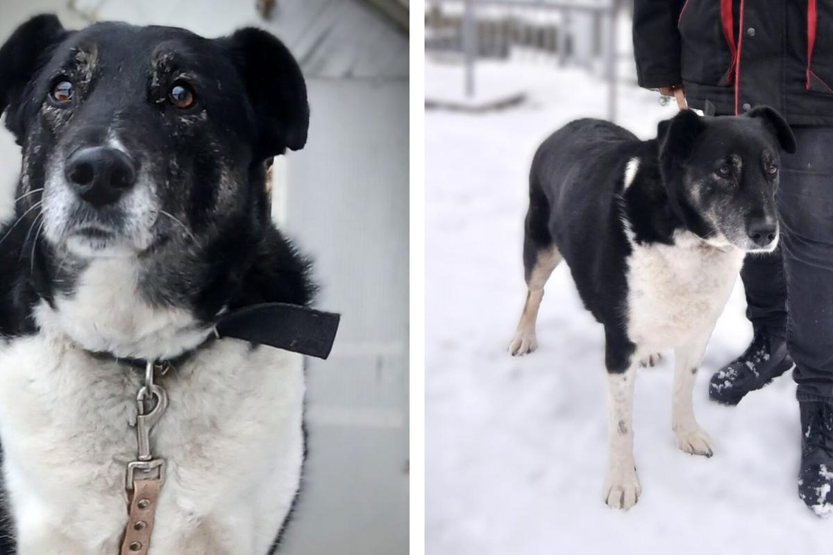 В Гродненском зоопарке рассказали, как собака помогла защитить птиц от лис
