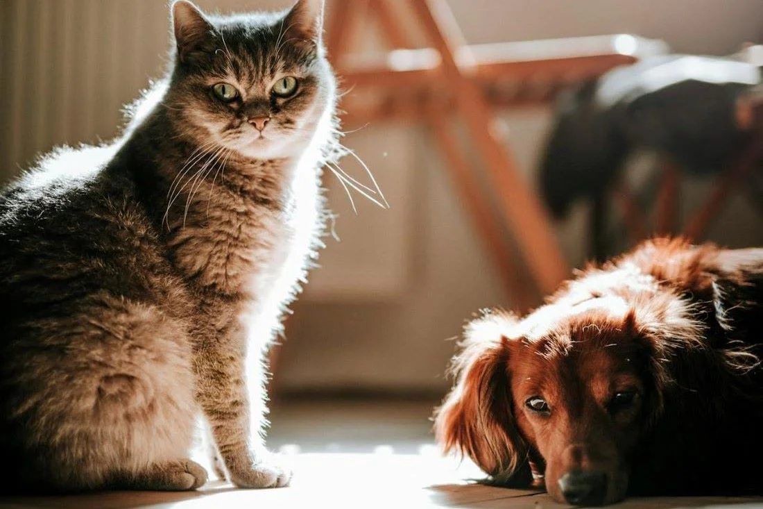 Вам приснилась собака или кошка? Значение сна вас удивит