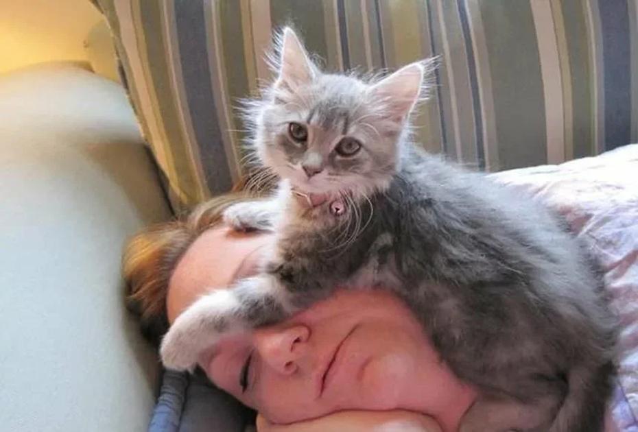 Вот как понять, что кошка в вас души не чает