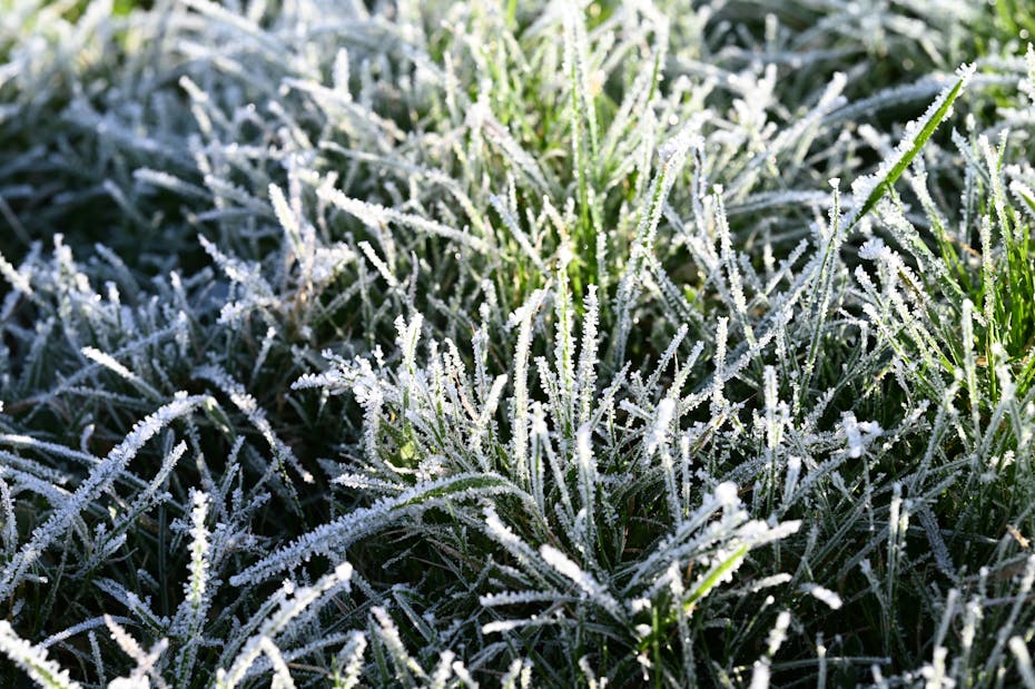 Возвратные заморозки: новый удар. О погоде на Гродненщине 15-17 мая